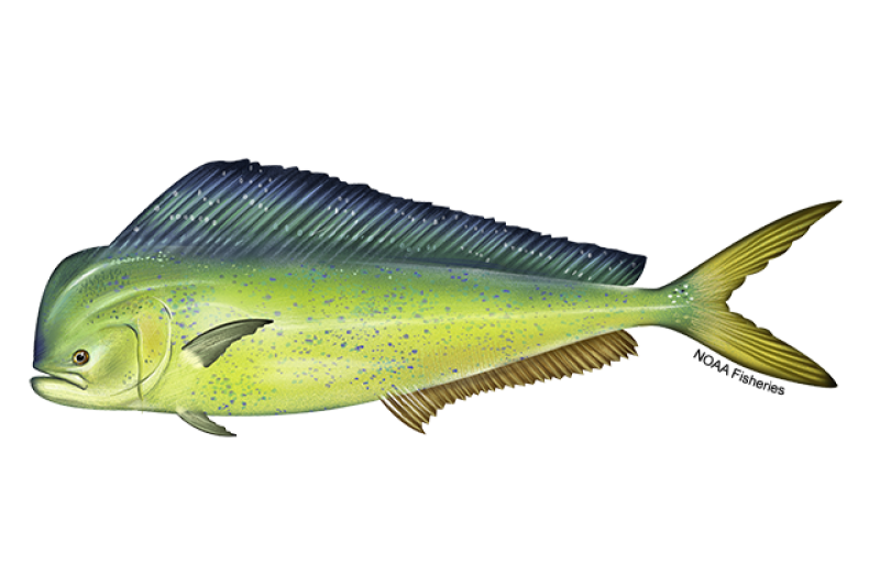 Mahi Mahi - Gulf of Mexico game fish