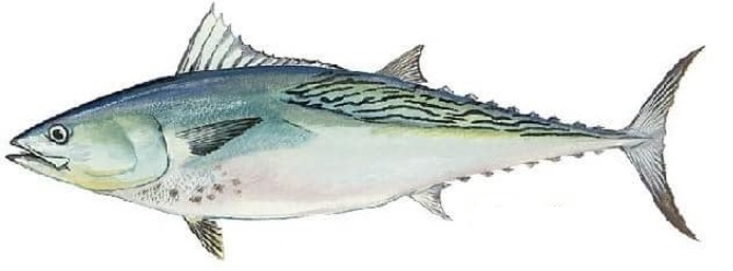 Bonita - Gulf of Mexico game fish