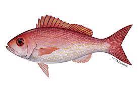 Vermillion Snapper - Gulf of Mexico game fish