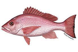 Red Snapper - Gulf of Mexico game fish
