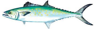 Spanish Mackerel - Gulf of Mexico game fish