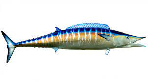 Wahoo - Gulf of Mexico game fish