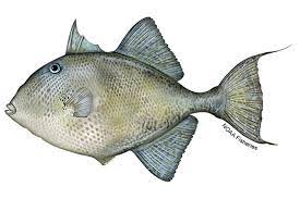 Triggerfish - Gulf of Mexico game fish